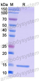 Валидация SDS-PAGE - AntibodySystem RHF45703