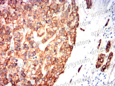 Валидация AntibodySystem RHA29904 (90)