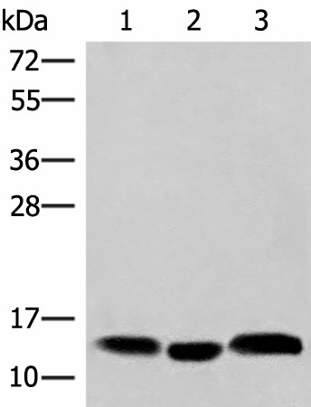 Валидация Elabscience E-AB-52811