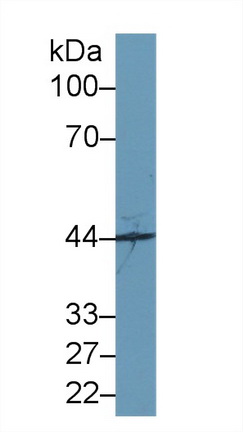 10367