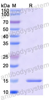 Валидация SDS-PAGE - AntibodySystem RWN10305