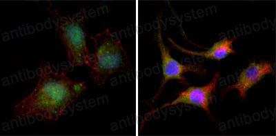 Валидация IF - AntibodySystem RHE07606