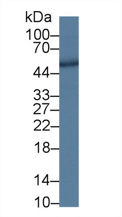 9602