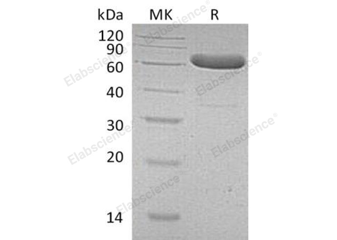 Валидация Elabscience PKSH032383(2867)