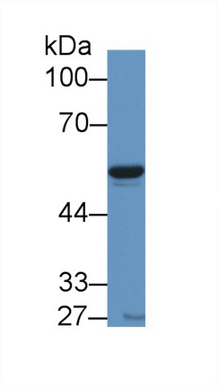 8456