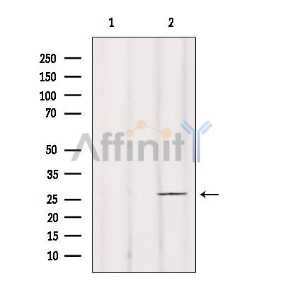 Валидация Affinity DF3442 - 14347