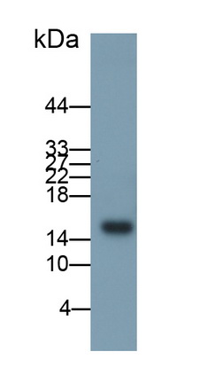 28323