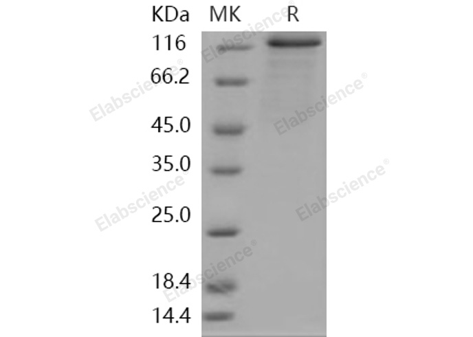 Валидация Elabscience PKSH030353(1291)