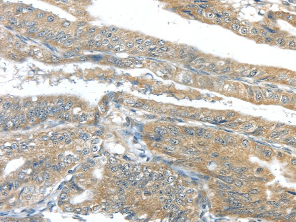 Валидация Elabscience E-AB-17394