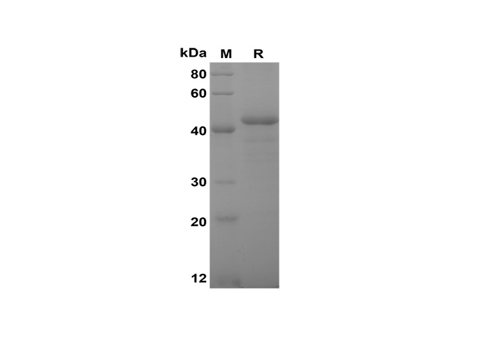 Валидация Elabscience PDER100137(683)