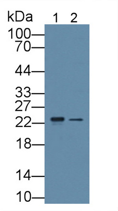 11903