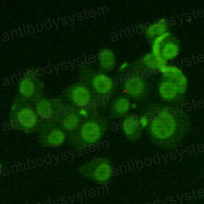 Валидация IF - AntibodySystem RHC95905