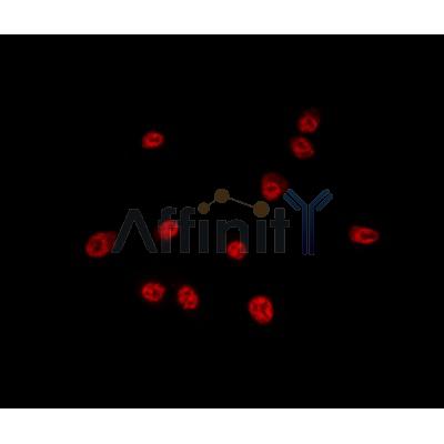 Валидация Affinity DF9983 - 23027