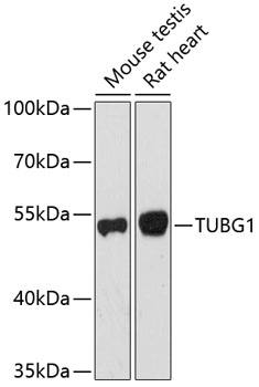 Валидация Elabscience E-AB-63847
