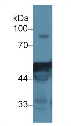 13491