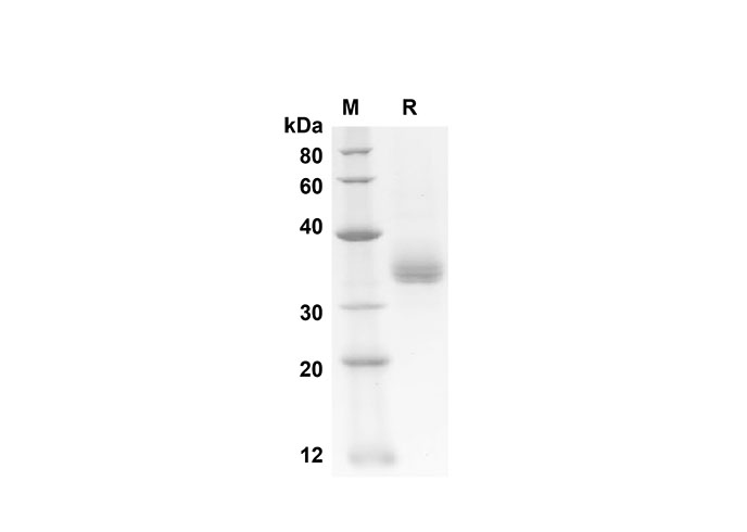Валидация Elabscience PDMH100183(824)