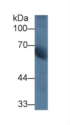 12647