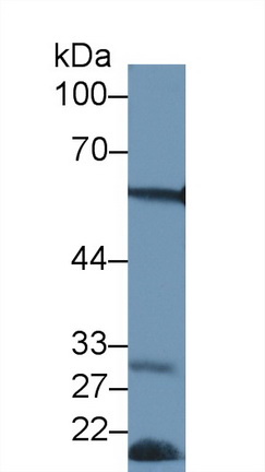 13134