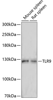Валидация Elabscience E-AB-66317