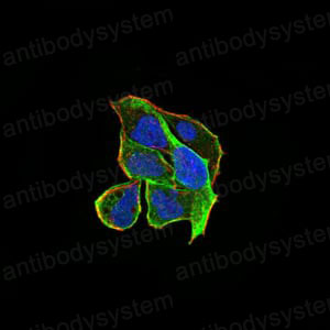 Валидация IF - AntibodySystem RHF45202