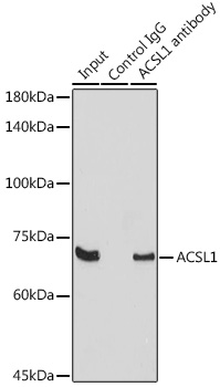 Валидация Elabscience E-AB-91485