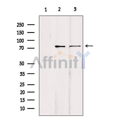Валидация Affinity DF2934 - 13678