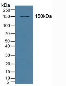 5467