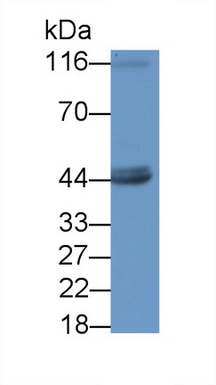22159
