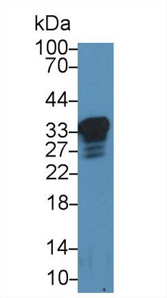 9733
