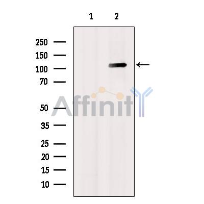 Валидация Affinity AF6306 - 3575