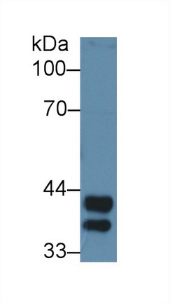 8525