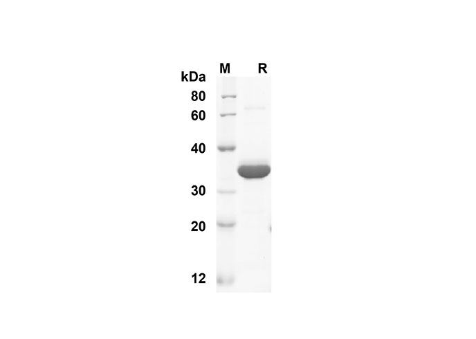 Валидация Elabscience PDMH100281(899)