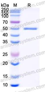 EHE55001, SDS-PAGE