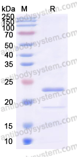 YHF92002, SDS-PAGE