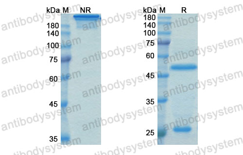 Валидация SDS-PAGE - AntibodySystem DHF14604