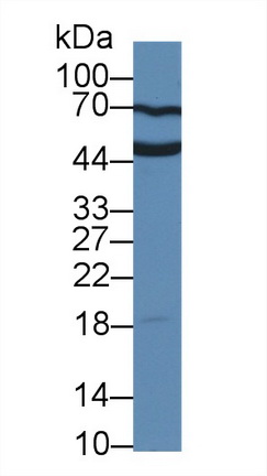 14165