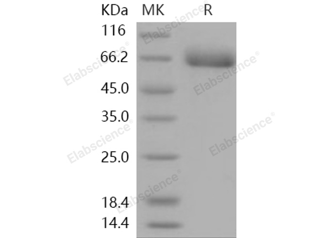 Валидация Elabscience PKSH031152(1924)