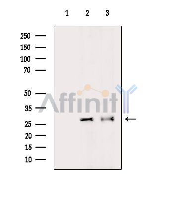 Валидация Affinity DF14711 - 10775