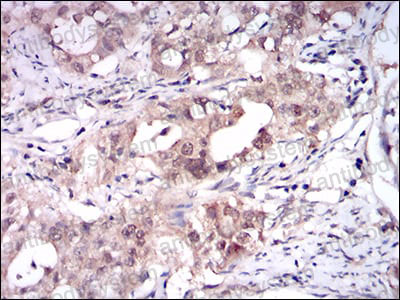 Валидация AntibodySystem RHA90601 (231)