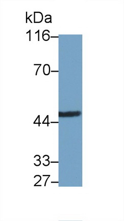 40401