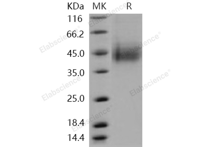 Валидация Elabscience PKSH030977(1792)