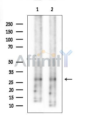 Валидация Affinity DF8799 - 20839