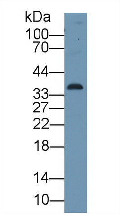 10229