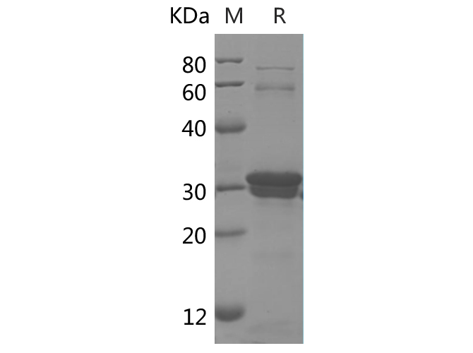 Валидация Elabscience PDEH100774(218)