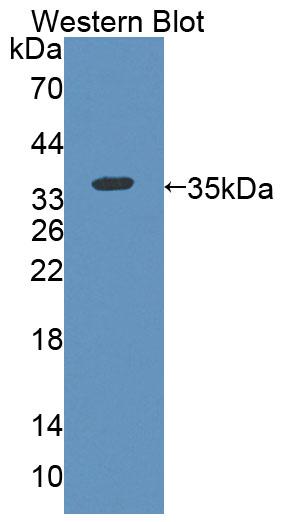 58329