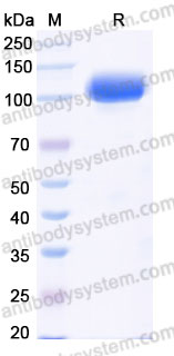 AHD48403, SDS-PAGE