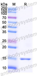 Валидация SDS-PAGE - AntibodySystem RHG74901