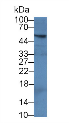 14088