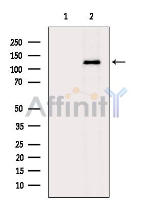 Валидация Affinity DF14152 - 9960