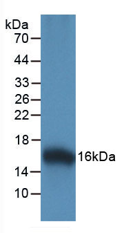 15165